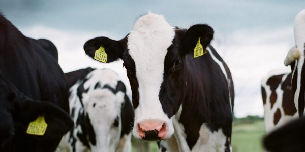 Conflit sur le lait: Washington entame de nouvelles démarches contre le Canada