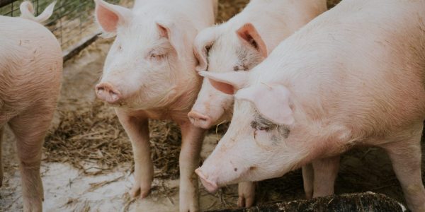 Olymel: l’abattage des 130 000 porcs pourrait commencer cette semaine