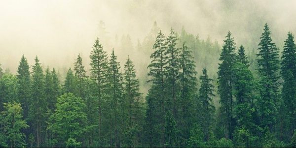Climat: la solution est-elle de planter des arbres?