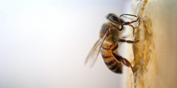 La startup montréalaise Nectar obtient un financement pour son appli de suivi des colonies d’abeilles