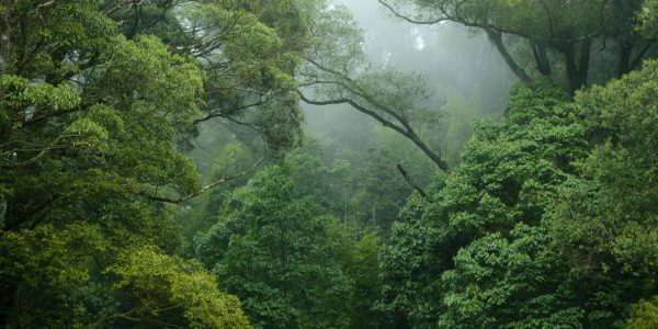 Les forêts tropicales se régénèrent plus vite que prévu