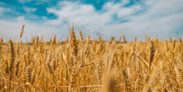 La Russie contrôle plus du cinquième des terres agricoles ukrainiennes