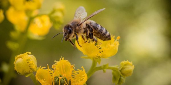 Pertes record d’abeilles: les apiculteurs demandent 12 millions $