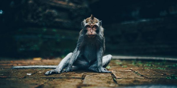 Qu’est-ce que la variole du singe (simienne)?