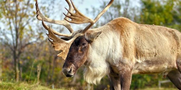 Québec s’engage à en faire plus pour protéger les caribous