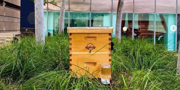 La startup montréalaise Alvéole lève 8,1 millions $ pour son service d’apiculture urbaine