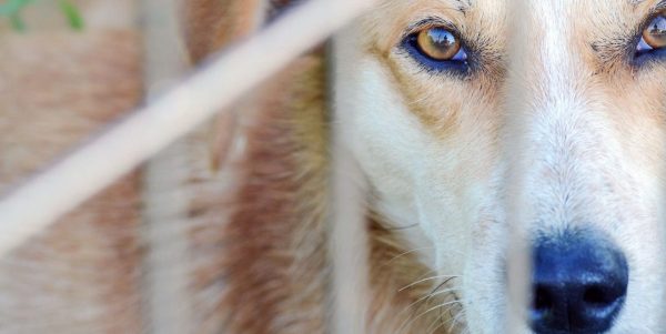 Le Parti québécois veut créer une agence dédiée à la protection animale