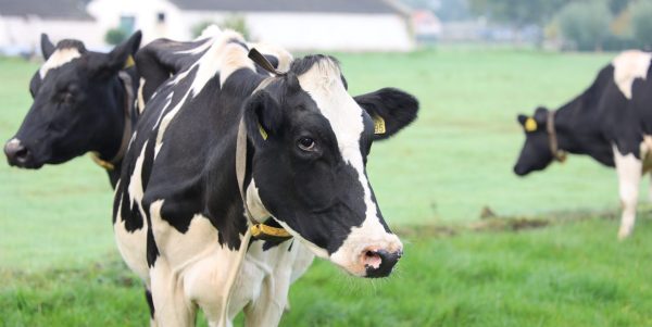 Québec incite les producteurs laitiers à réduire leurs émissions
