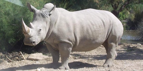 Une avancée scientifique pourrait permettre de sauver le rhinocéros blanc du Nord