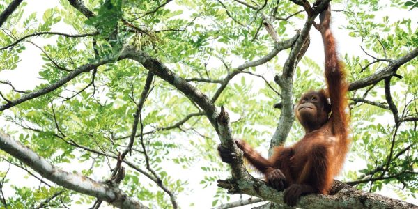 La Malaisie veut appliquer une «diplomatie de l’orang-outan»