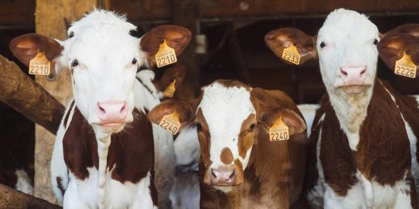 Ottawa veut faciliter la vente de viande d’animaux clonés