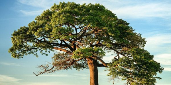 Plus d’une espèce d’arbre sur trois est menacée d’extinction