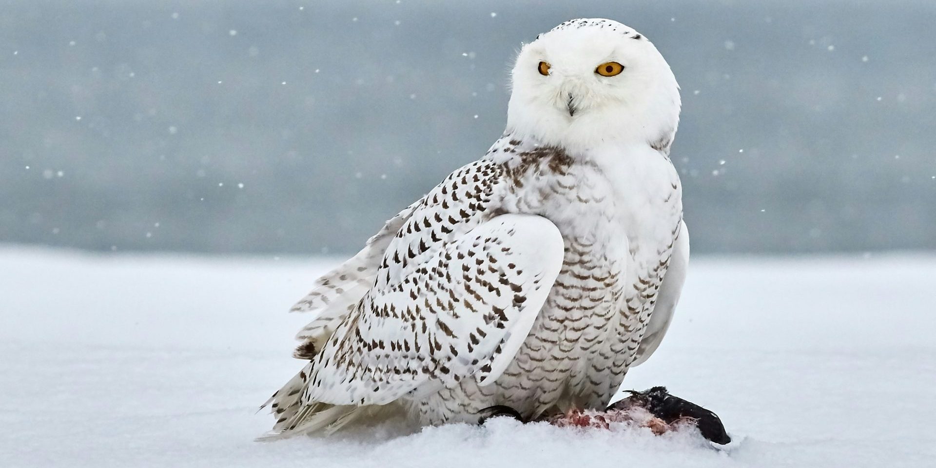Le harfang des neiges est désormais menacé au pays