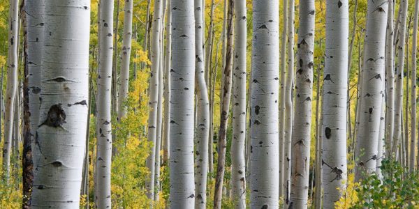 Une molécule extraite d’un arbre pourrait permettre de lutter contre le VIH et d’autres virus