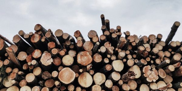 Les Premières Nations quittent les négociations avec Québec sur la gestion des forêts