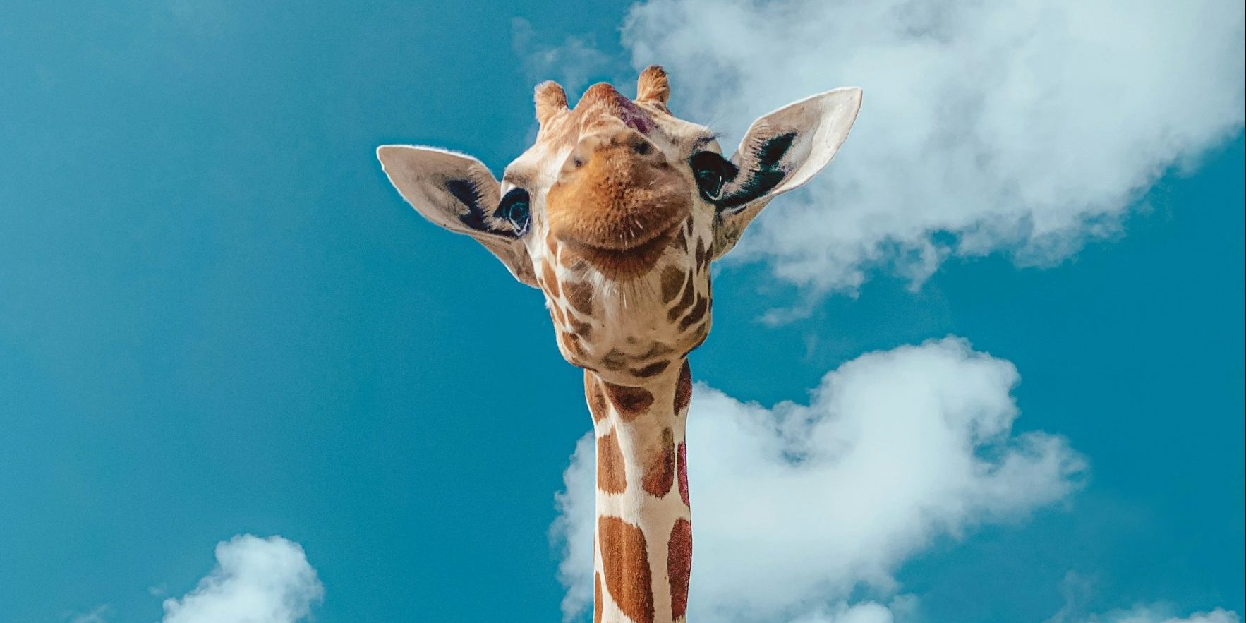 La girafe n’est finalement pas une espèce unique: il y en a quatre