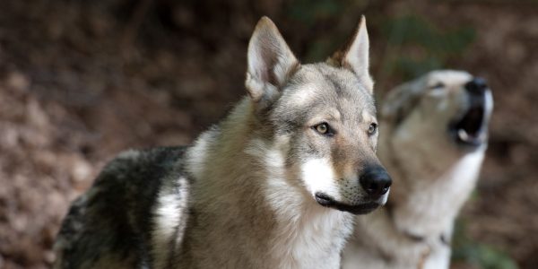 Près de deux tiers des races de chiens ont encore de l’ADN de loups