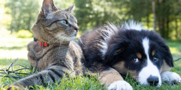 Plus de la moitié des foyers québécois ont un animal de compagnie