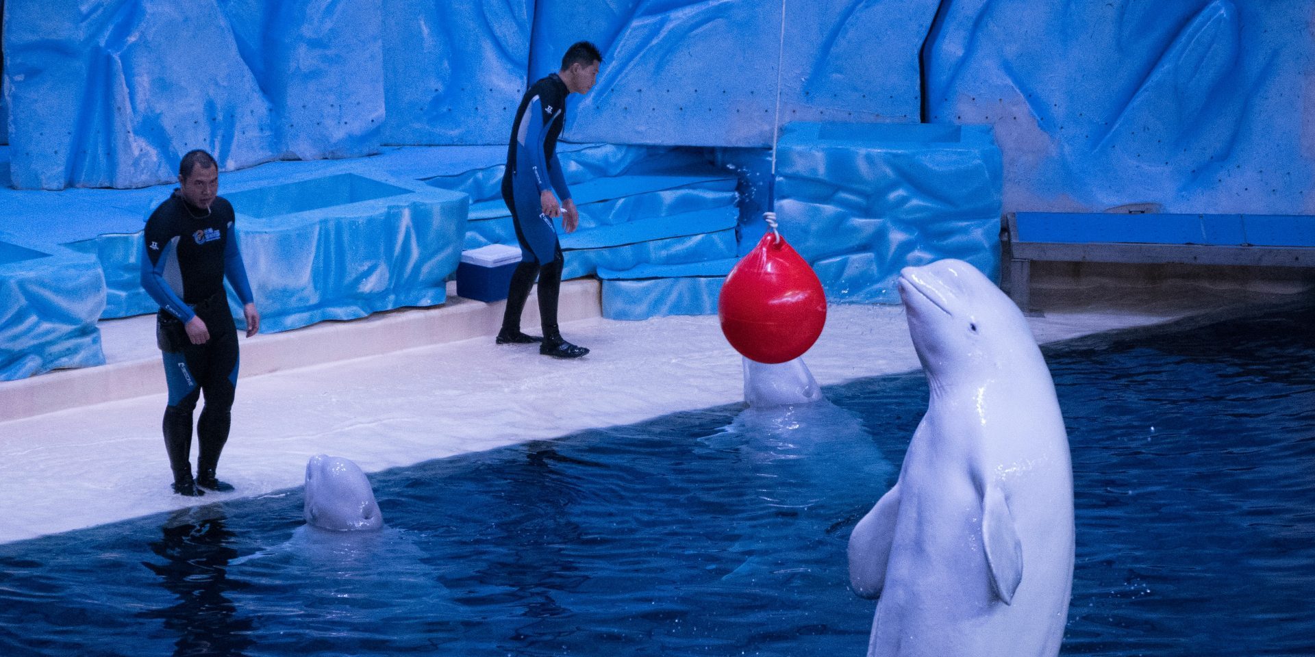 Les derniers bélugas et dauphins captifs du Canada iraient aux États-Unis 