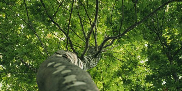 Victoriaville renonce à une taxe pour lutter contre le manque d’arbres